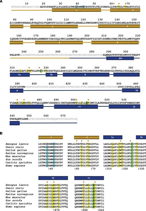 Figures and data in Structures of ferroportin in complex with its ...