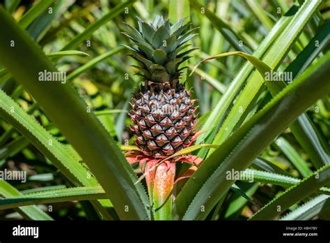 Pineapple Tree Farm