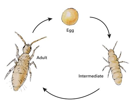 Life Cycle Of Springtails