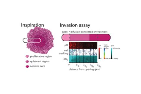 Cellular Invasion Assay For The Real Time Tracking Of Individual Cells In Spheroid Or Tumor Like