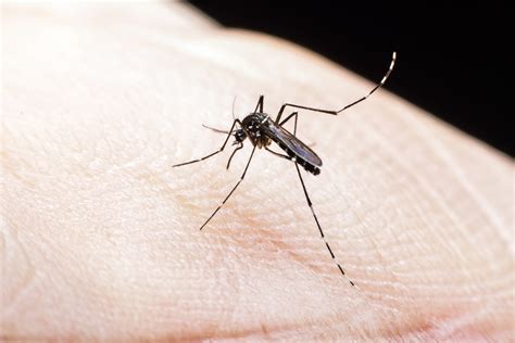 Por que o Brasil não consegue vencer a dengue Truly Nolen Brasil