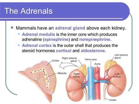 Hormones Produced By Adrenal Gland Bxekool