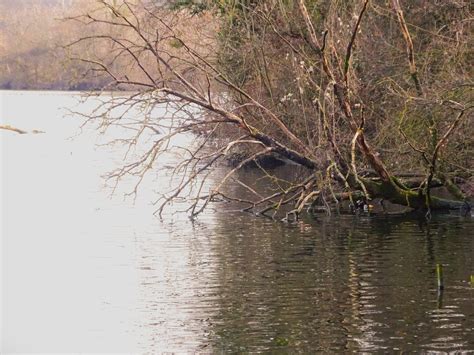 Aux Lacs De Viry Ch Tillon Reflets Et Arbre Mort Flickr