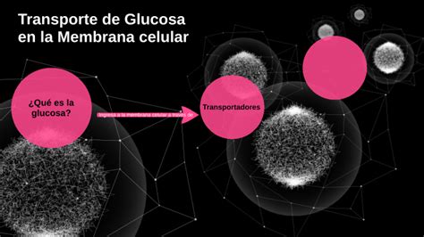 Como Se Transporta La Glucosa Atraves De La Membrana By Constanza