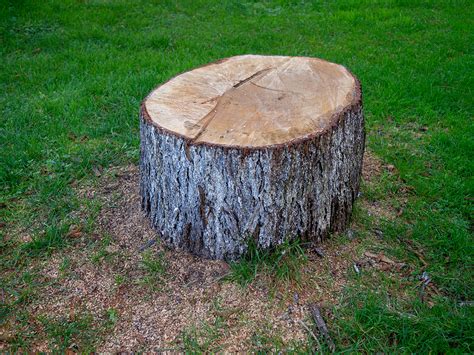 The Ultimate Guide to Tree Stump Removal Options | Complete Tree Care