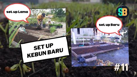 Set Up Baru Kebun Di Rumah Raised Bed Baru Tanam Kangkung Potong