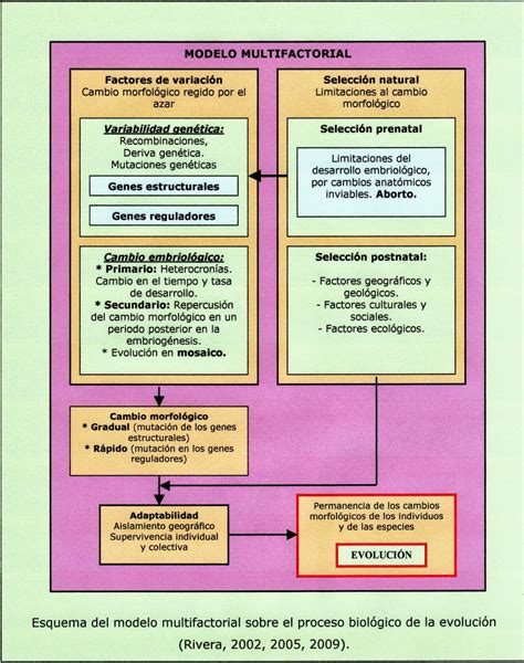 Psicobiología Del Género Homo Evolución Del Cerebro