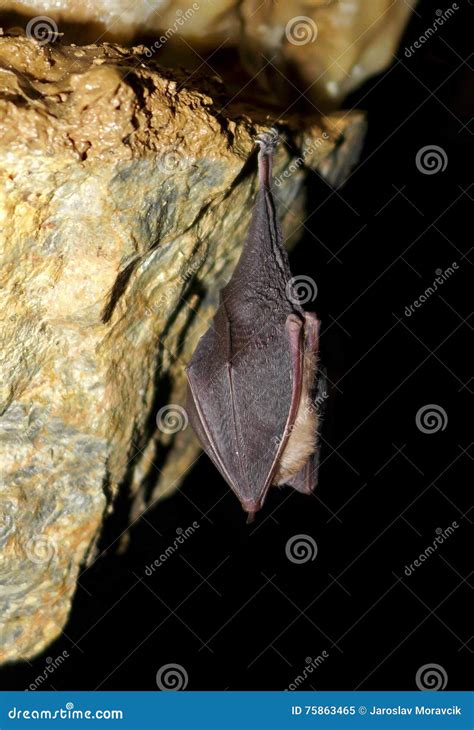 sleeping bat  cave stock image image  batman cave