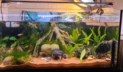 Musk Turtle Habitat: How to Setup an Indoor Enclosure?