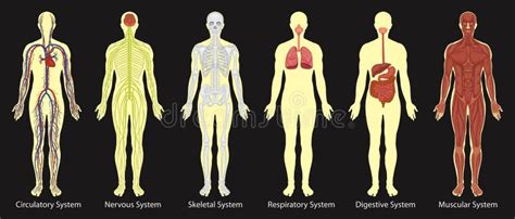 Diagram of Systems in Human Body Stock Vector - Illustration of medical ...