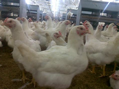 Cara Memelihara Ayam Petelur Jatiid