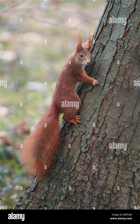 European Red Squirrel Eurasian Red Squirrel Sciurus Vulgaris