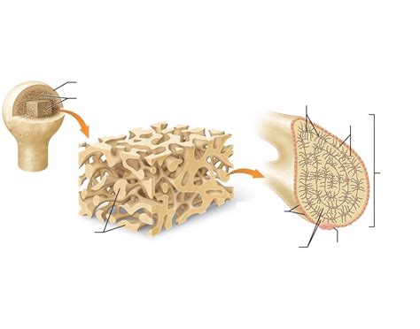 Structure of Spongy Bone Quiz