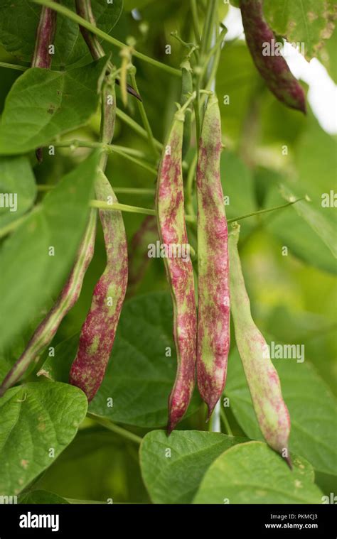 bean pod in the garden, to collect Stock Photo - Alamy