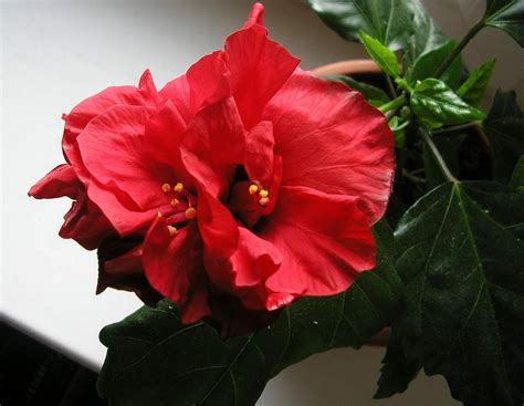 Red Hibiscus Flower Hd Wallpaper Wallpaper Flare