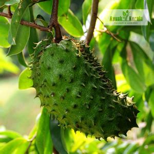 Buy Soursop Mullan Chakka Fruit Plant Online Kerala Nursery