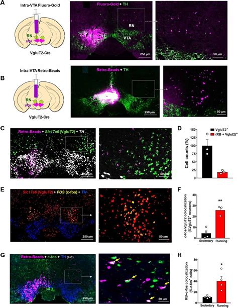 Identification Of The Rn→vta Glutamate Projections A Schematic