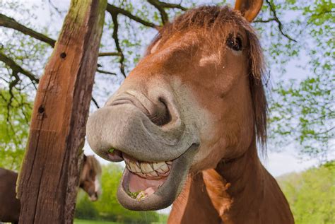 Smiling Horse Face