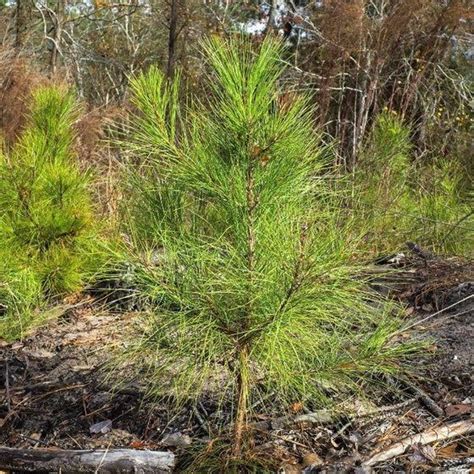 Loblolly Pine Fast Growing Evergreens Trees To Plant Evergreens For