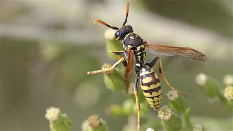 Vaughan Williams’ “The Wasps” Overture: Raising the Curtain on Stinging ...