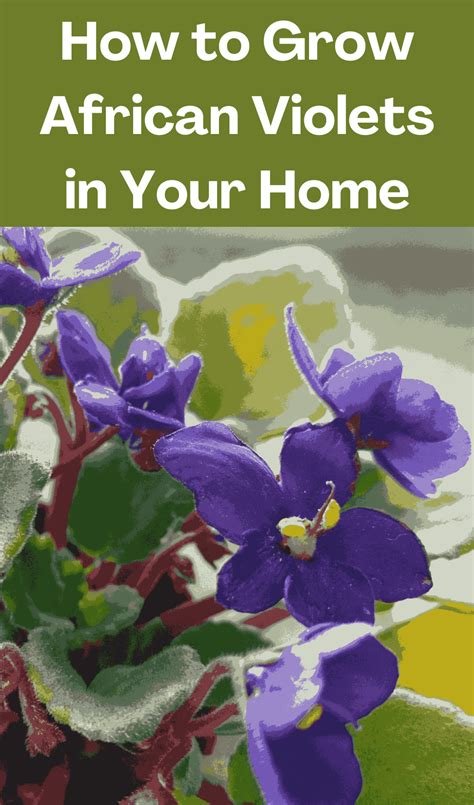 How To Grow African Violets Easily Artofit