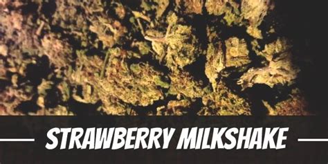 Strawberry Milkshake Strain Review