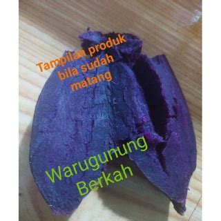 Jual Ubi Ungu Murasaki Khas Pacet Trawas Kg Shopee Indonesia