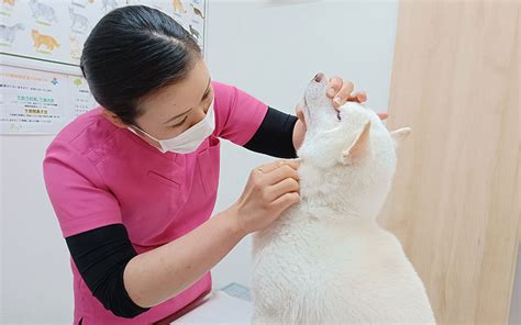 あろう動物病院｜犬・猫の健康診断を推進｜teamhope 動物病院リレー紹介