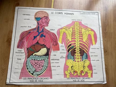 ANCIENNE AFFICHE ÉCOLE tableau science digestif corps humain rossignol