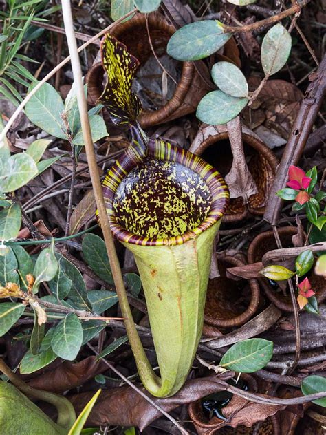 Nepenthes Guide 2018 Upgrade In Situ Species Photos Toms Carnivores