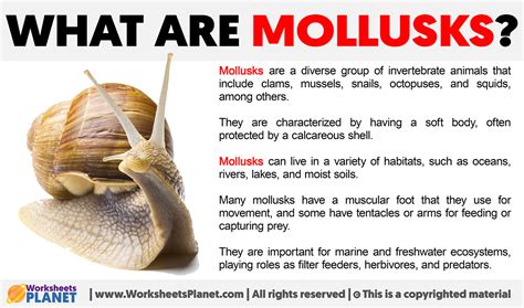 What are Mollusks | Definition of Mollusk