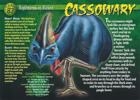 Image Cassowary Front Wierd Nwild Creatures Wiki Fandom