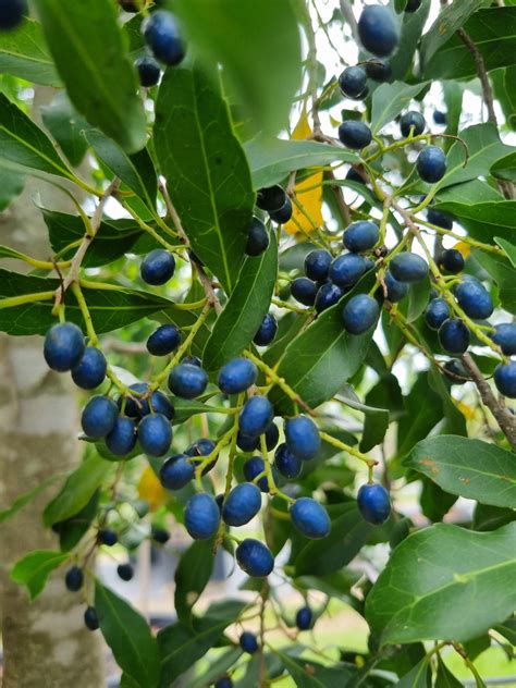 Hard Quandong Elaeocarpus Obovatus Delivertree