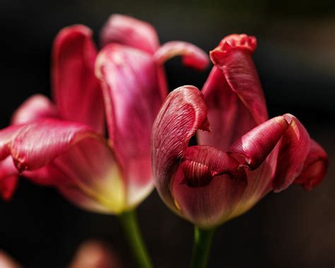 Tulips Flowers Red Free Photo On Pixabay Pixabay