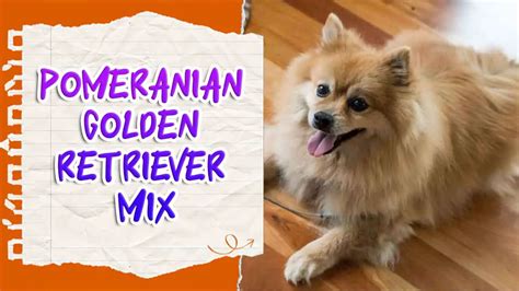 Pomeranian Golden Retriever Mix: Training Tips And Insights