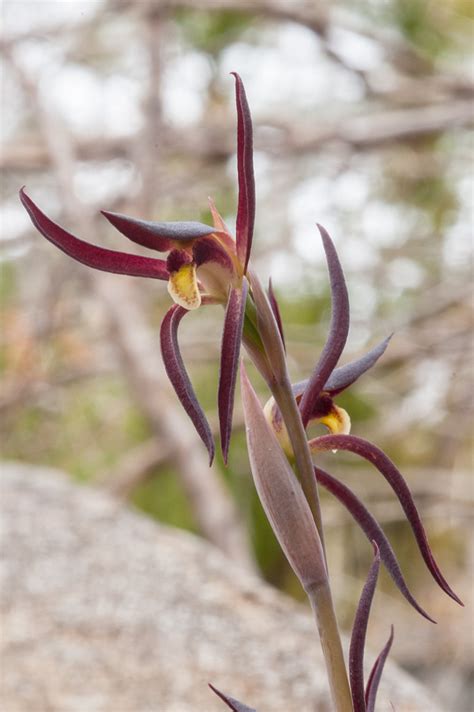 Lyperanthus Suaveolens Brown Beaks Tasmanian Orchids