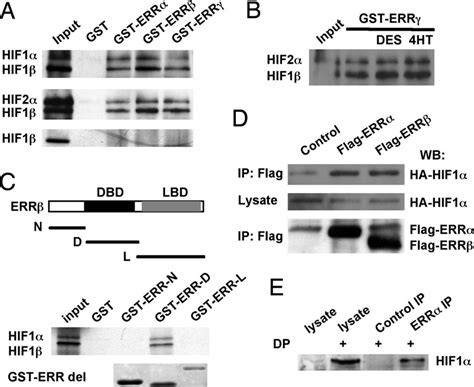 Hif Err Interaction In Vitro And In Vivo A Hif Heterodimers Bind To