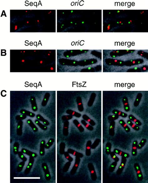 Cell Cycle Dependent Duplication And Bidirectional Migration Of Seqa