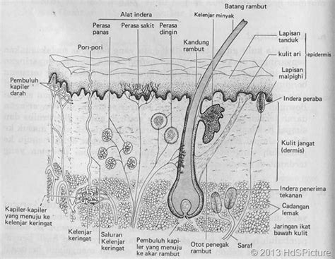 Gambar Anatomi Kulit Berbahasa Indonesia Hedi Sasrawan