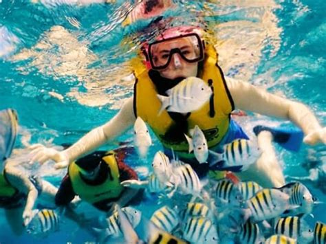 Snorkeling Tour in Cozumel | Tours Cancun and Riviera Maya | Cancun Airport