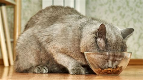 How To Choose Cat Food for Kidney Disease - The Cat Bandit Blog