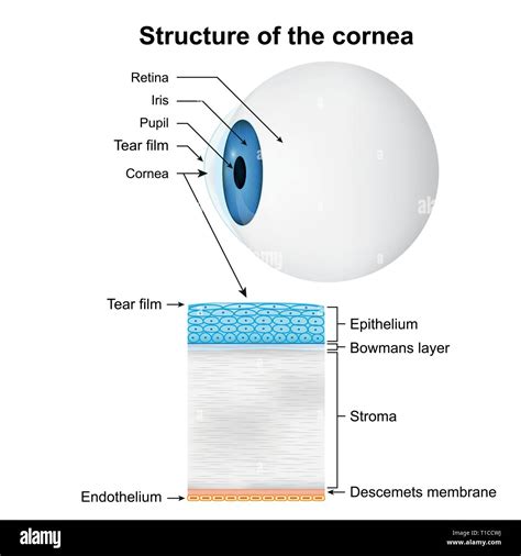 Corneal Epithelium Layers