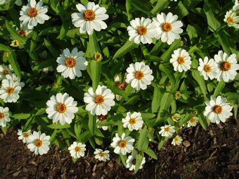 Zinnia Profusion White | All-America Selections