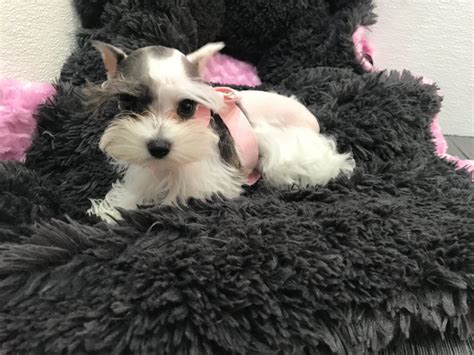 Micro Tiny Teacup Miniature Schnauzer Puppy For Sale In Miami Tiny Paws