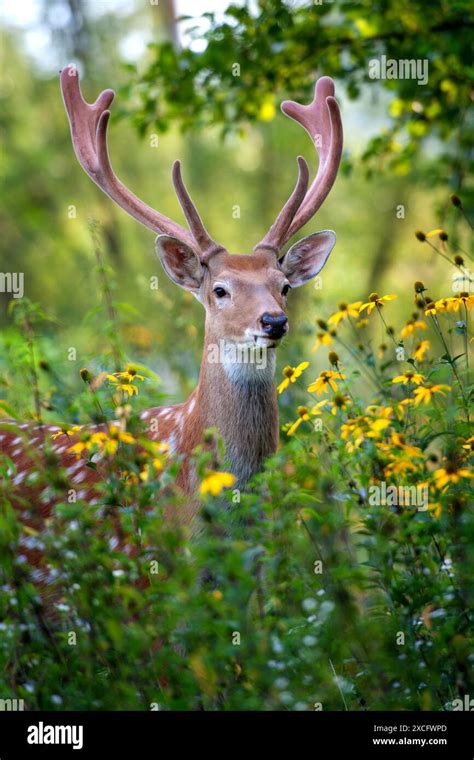 Close Up Portrait Of A Deer With Large Antlers On Its Head Showing Its