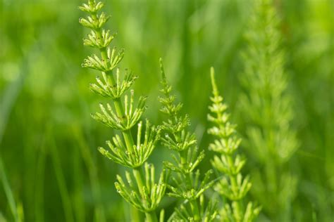 All About Horsetail Weed - Minneopa Orchards