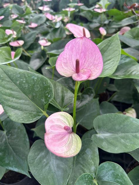 Anthurium 'Rapido Purple' - Nature Sense