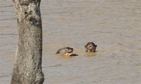 Venezuela Wildlife