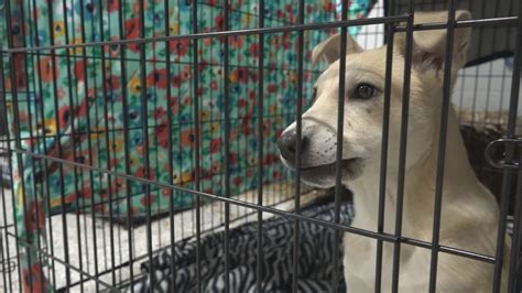 Animal shelter in Muskegon temporarily closing its doors | wzzm13.com