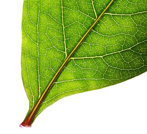 Part Of Green Leaf Isolated Stock Image Image Of Gardening Asymmetry